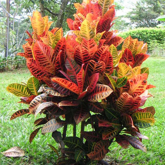 Image of Garden Croton