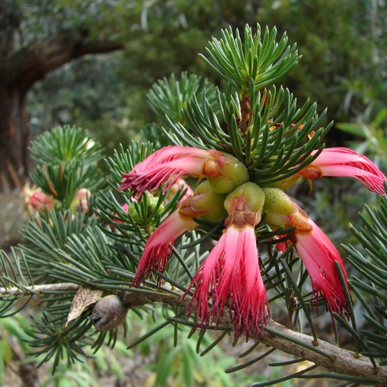 Image of Common Net-bush