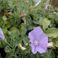 Image of Convolvulus