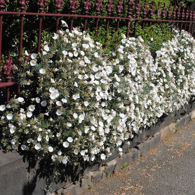 Image of Silverbush