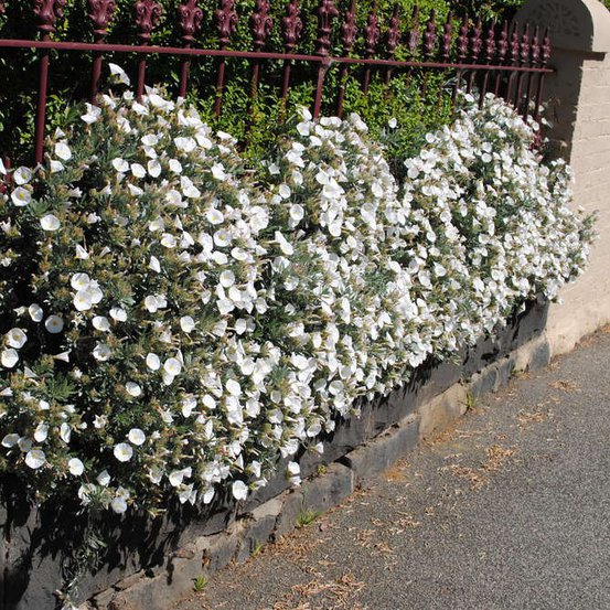 Image of Silverbush
