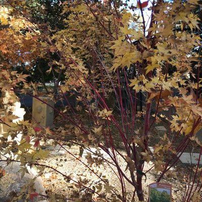 Image of Coral Bark Maple