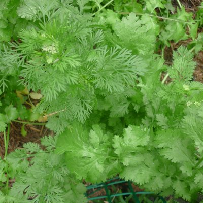 Image of Coriander