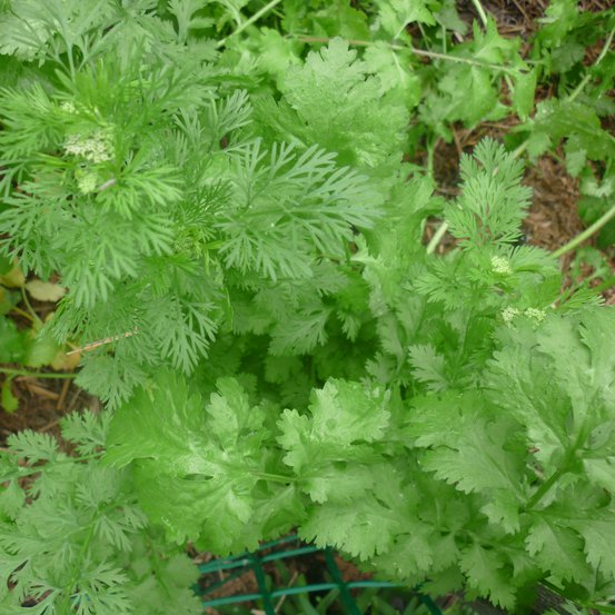 Image of Coriander