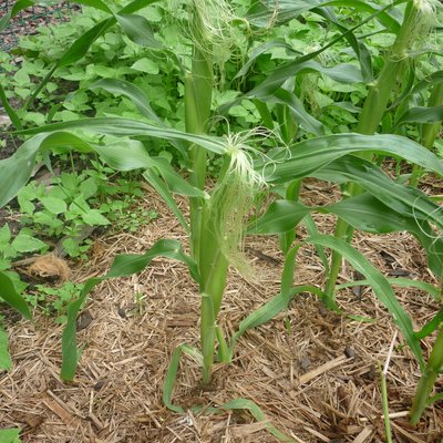 Image of Sweet Corn