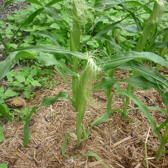 Image of Sweet Corn