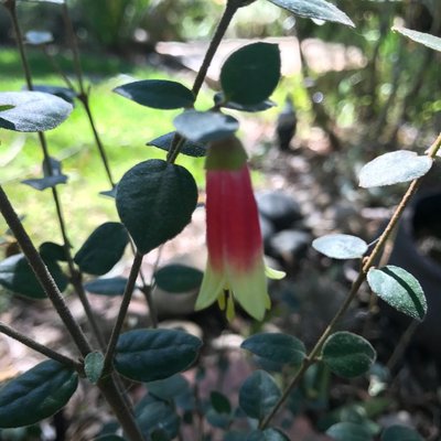Image of Canberra Bells