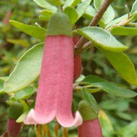 Image of Correa (Dusky Bells)