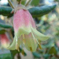 Image of Correa (Marian’s Marvel)