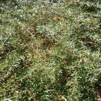 Image of Correa (decumbens)