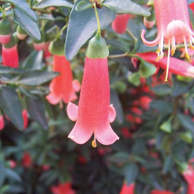 Image of Native Fuchsia
