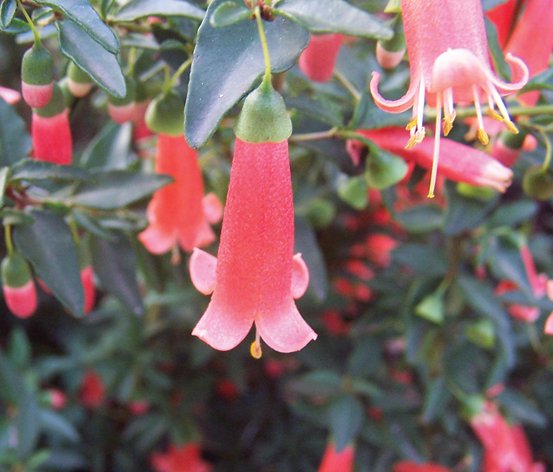 Image of Native Fuchsia