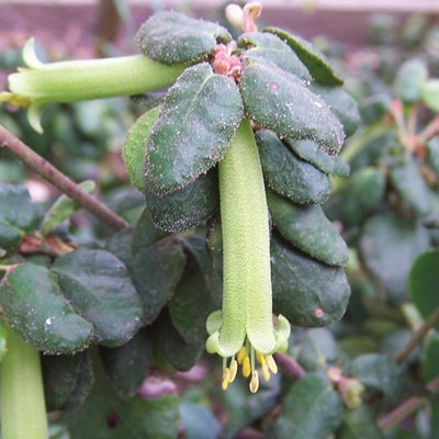 Image of Native Fuchsia