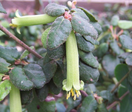 Image of Native Fuchsia