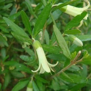 Image of Correa (Rock)