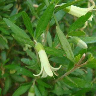 Image of Correa (Rock)
