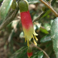 Image of Correa (Common)