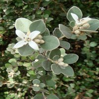 Image of Correa (White)