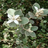 Image of Correa (White)