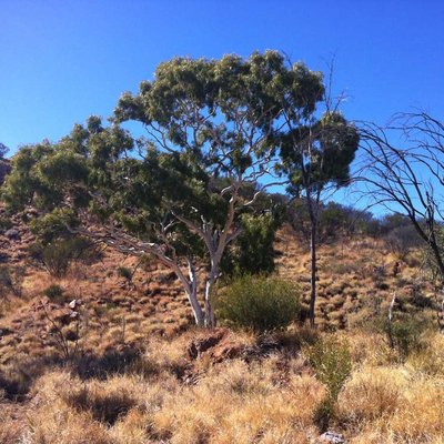 Image of Ghost Gum