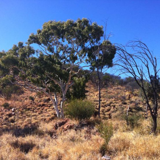 Image of Ghost Gum