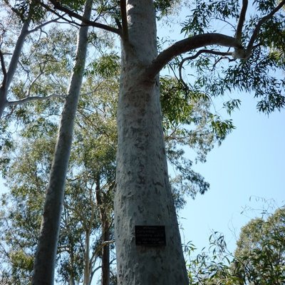 Image of Lemon Scented Gum