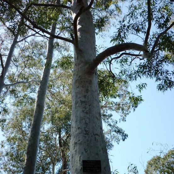 Image of Lemon Scented Gum