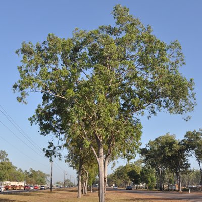 Image of Long-fruited Bloodwood