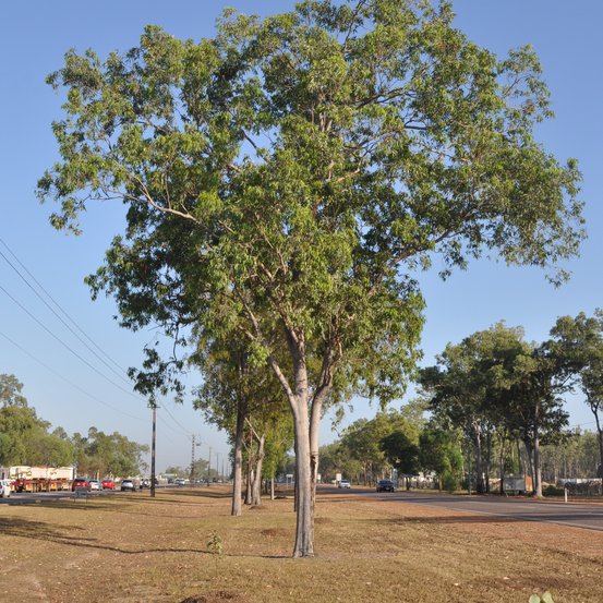 Image of Long-fruited Bloodwood