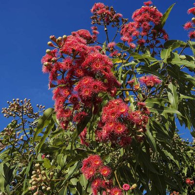 Image of Swamp Bloodwood