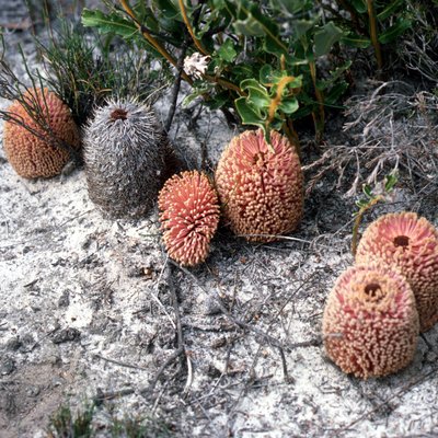 Image of Creeping Banksia