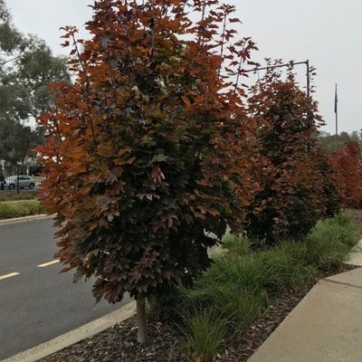 Image of Crimson Sentry