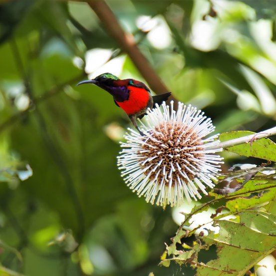 Image of Crimson Mallee