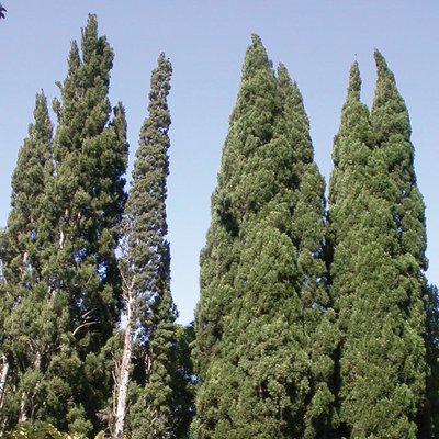 Image of Pencil Cypress