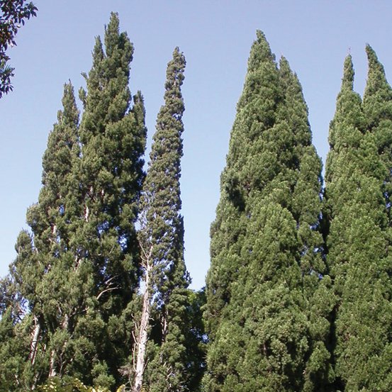 Image of Pencil Cypress