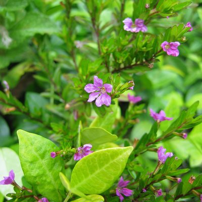 Image of Mexican heather