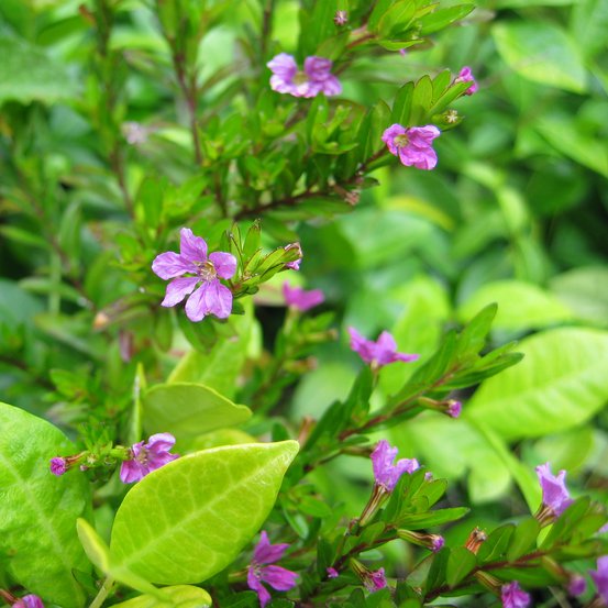 Image of Mexican heather