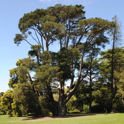 Image of Monterey Cypress