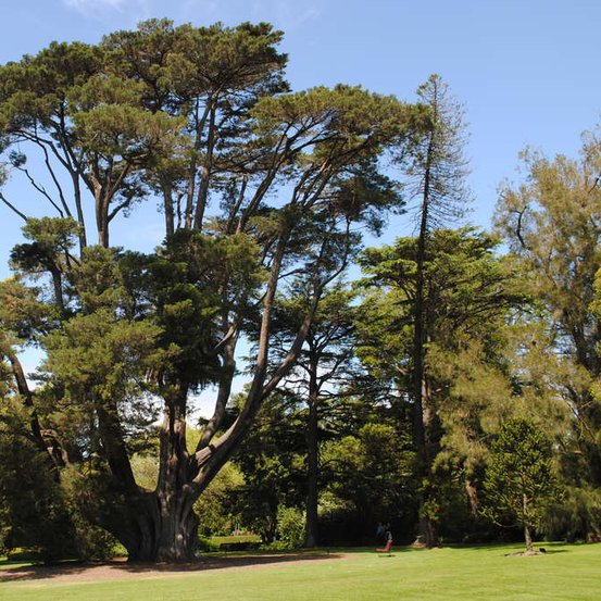 Image of Monterey Cypress