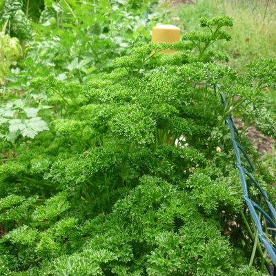 Image of Parsely