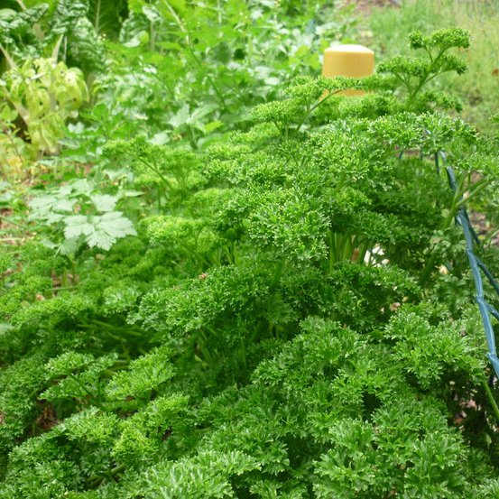 Image of Parsely