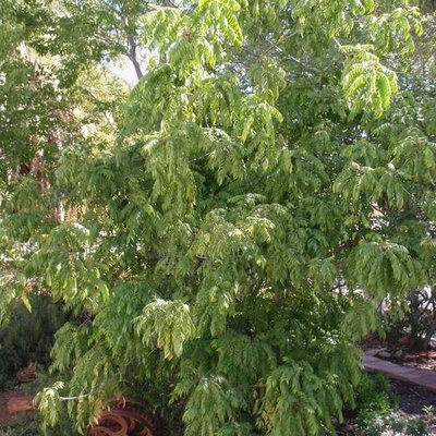 Image of Curry tree