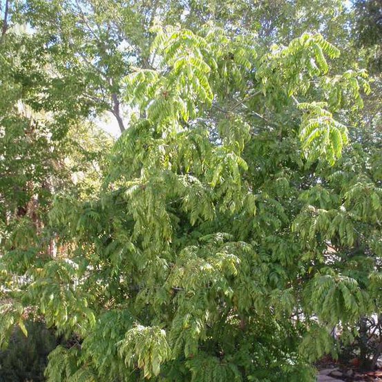 Image of Curry tree