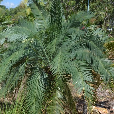 Image of Native Cycad