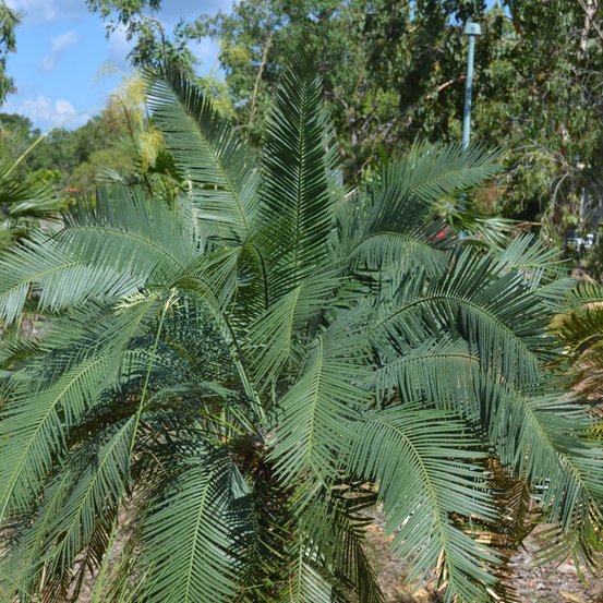 Image of Native Cycad
