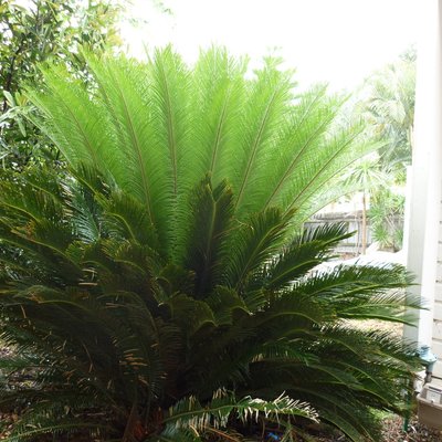 Image of Sago Palm
