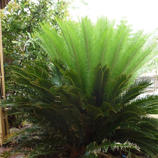 Image of Sago Palm