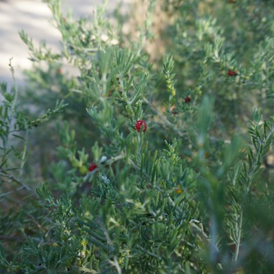 Image of Ruby Saltbush