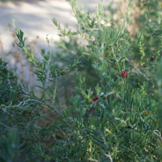 Image of Ruby Saltbush