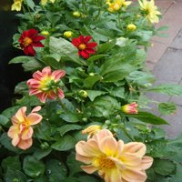 Image of Dahlia